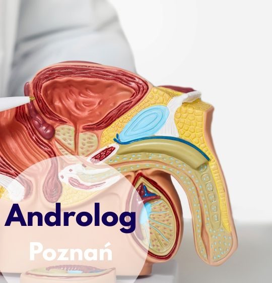 Androlog wskazuje na model narządu płciowego mężczyzn podczas konsultacji w Centrum Medycznym neoMedica w Poznaniu.
