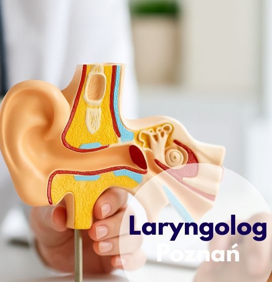 Laryngolog wskazuje podczas konsultacji w Centrum Medycznym neoMedica w Poznaniu na model ucha i układu słuchowego.