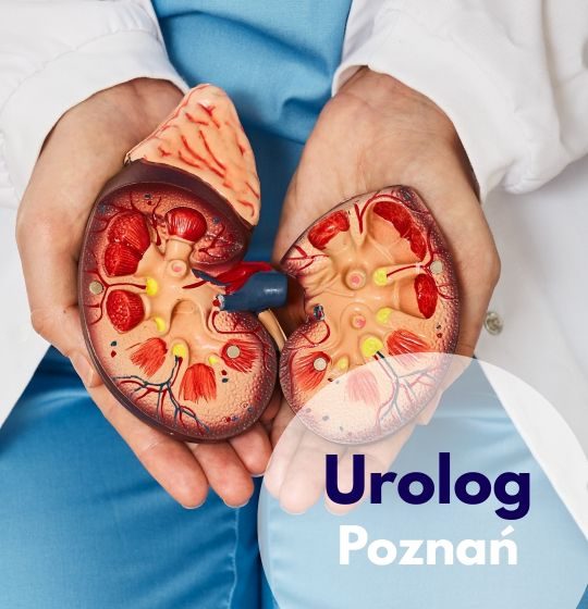 Lekarz urolog trzymający model przekroju nerki podczas wizyty w centrum Medycznym neoMedica w Poznaniu.