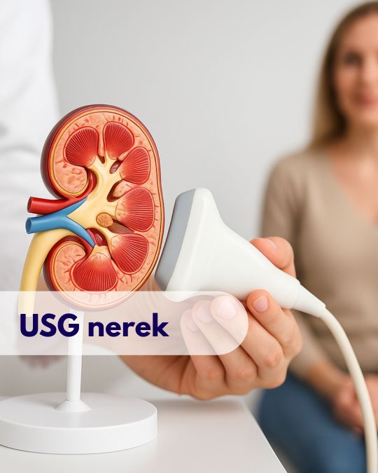 Głowica USG przykładana przez lekarza do modelu przedstawiającego nerkę, w tle zamazana sylwetka kobiety podczas wizyty w Centrum Medycznym neoMedica w Poznaniu.